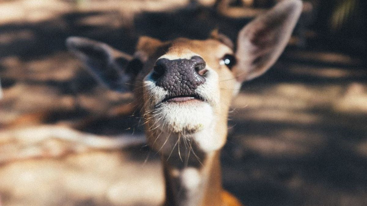 Deer close-up in Hocking Hills